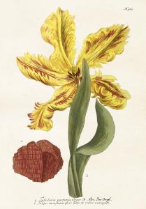 Plakat - Vintage - Tulpan Jubularia - 70 x 100 cm - www.frokenfraken.se