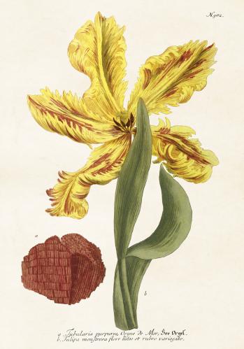 Plakat - Vintage - Tulpan Jubularia - 70 x 100 cm - www.frokenfraken.se