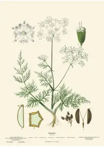 Skoleplansje - Spisskummen - Liten - 32 x 45 cm - www.frokenfraken.se