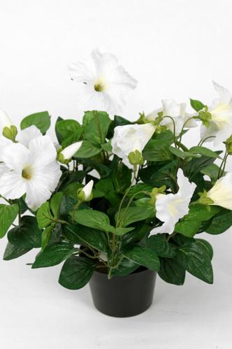 Petunia - Hvitt - 30 cm - www.frokenfraken.se