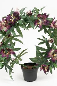 Passiflora - Lilla - 40 cm - www.frokenfraken.se