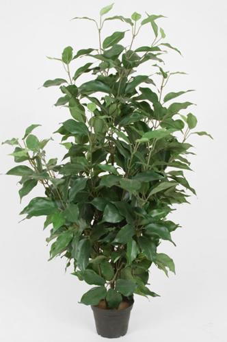 Fikus Benjamin - Grønn - 80 cm - www.frokenfraken.se